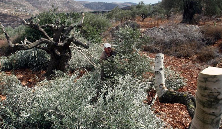 مستوطنون يقتلعون مئات أشجار الزيتون والمشمش بالضفة